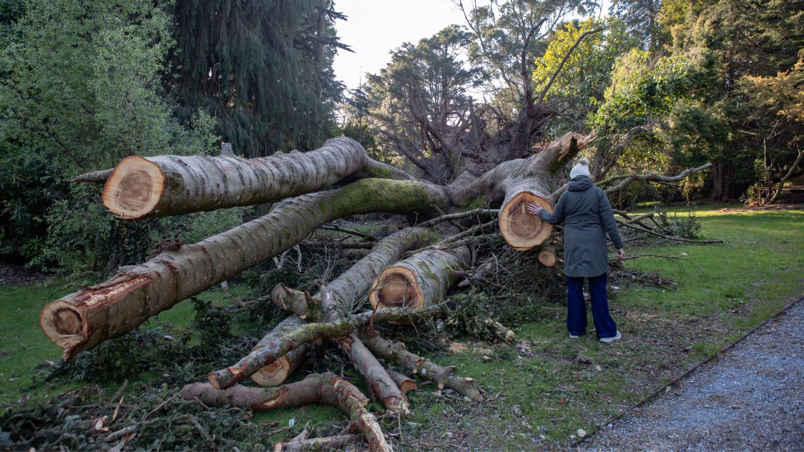 Castlewellan Forest Park March 2025 20250318 Credit Andrew Mackin Photography